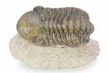 Bargain, Reedops Trilobite - Atchana, Morocco #340904-1